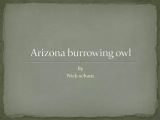 Arizona burrowing owl