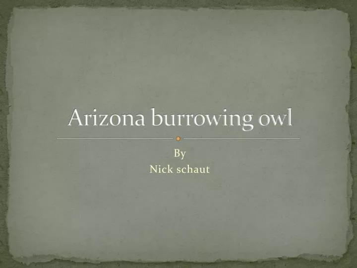 arizona burrowing owl