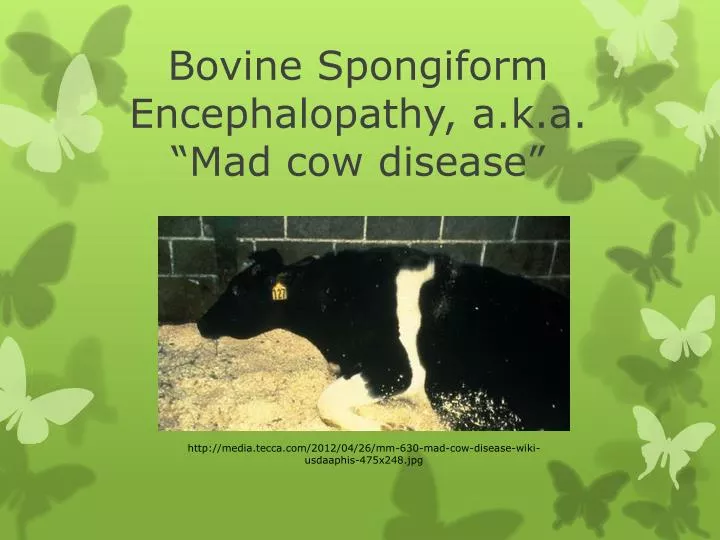 bovine spongiform encephalopathy a k a mad cow disease