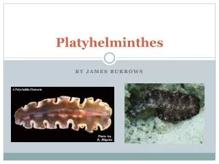platyhelminthes