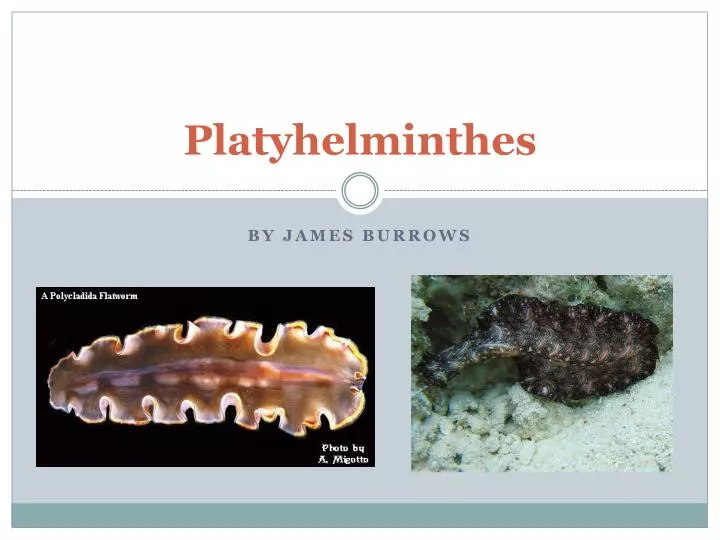 platyhelminthes