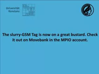 The slurry-GSM Tag is now on a great bustard. Check it out on Movebank in the MPIO account.