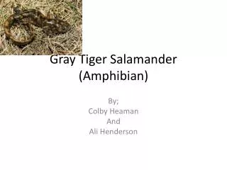 Gray Tiger Salamander (Amphibian)