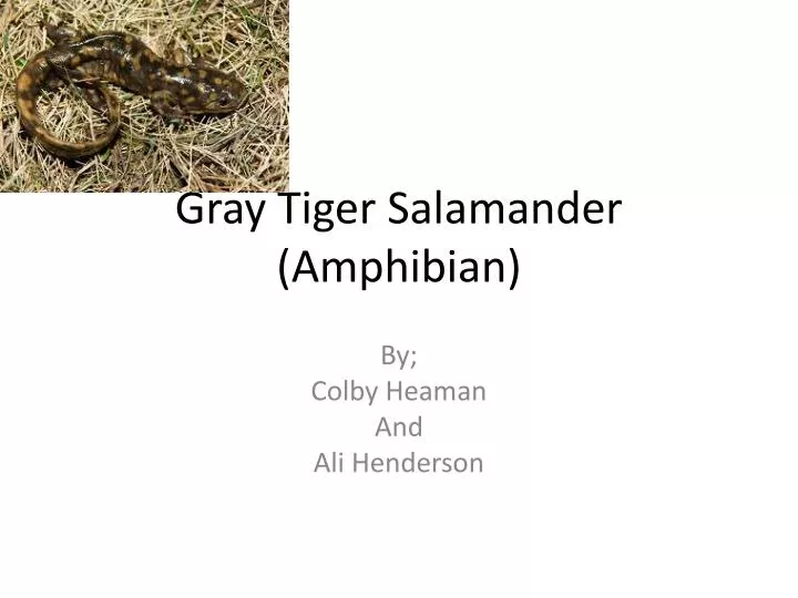 gray tiger salamander amphibian