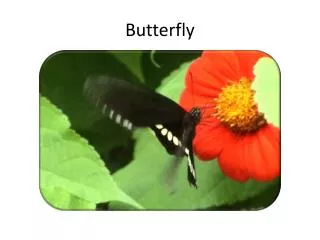 butterfly