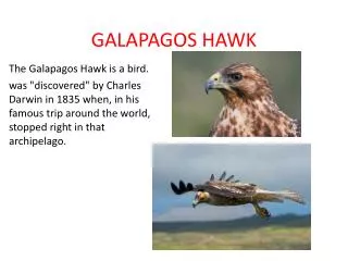 GALAPAGOS HAWK