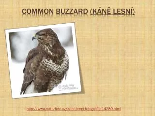 Common buzzard ( káně lesní )