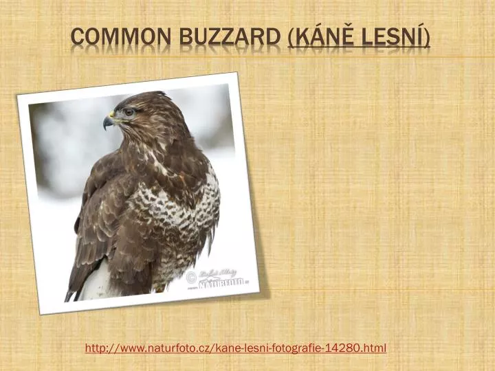 common buzzard k n lesn