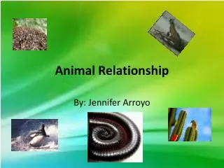 Animal Relationship