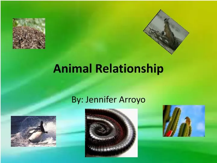 animal relationship