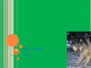 gray wolf