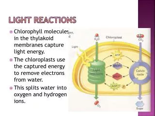 Light reactions