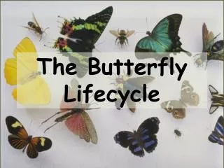 The Butterfly Lifecycle