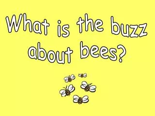 What is the buzz about bees?