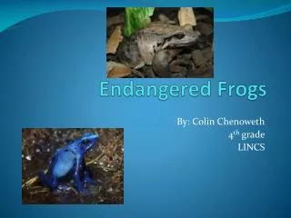 Endangered Frogs