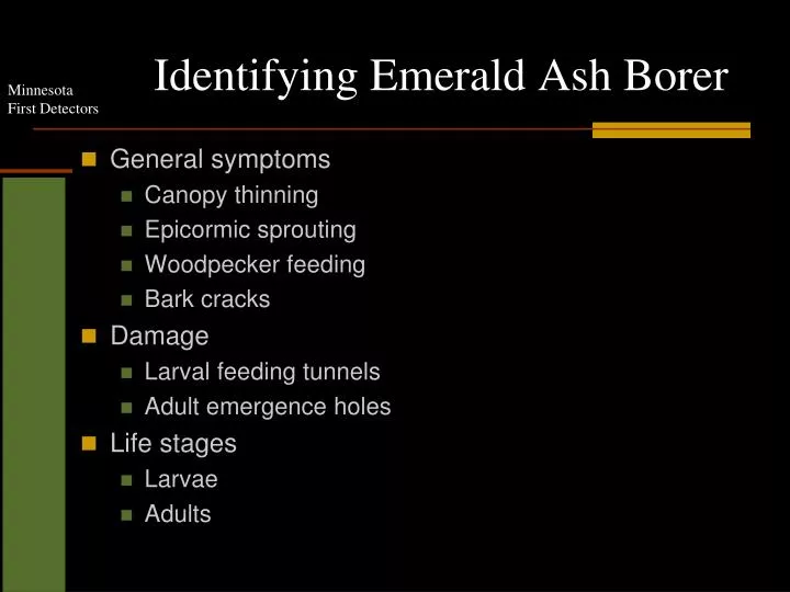 identifying emerald ash borer