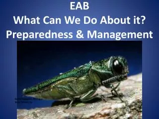 EAB What Can We Do About it? Preparedness &amp; Management