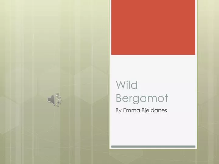 wild bergamot