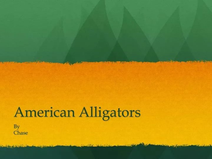 american alligators