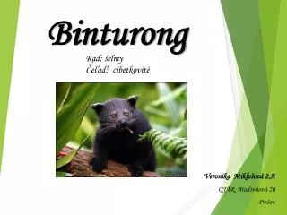 binturong