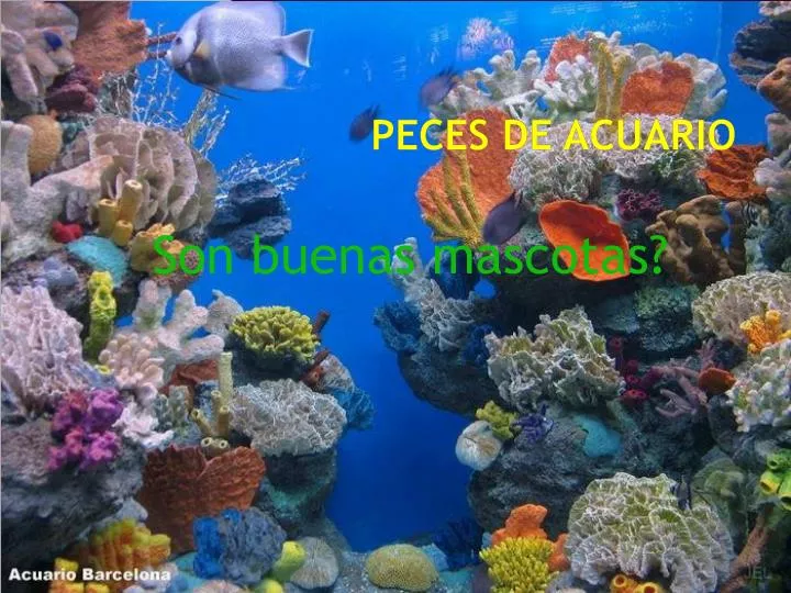 peces de acuario