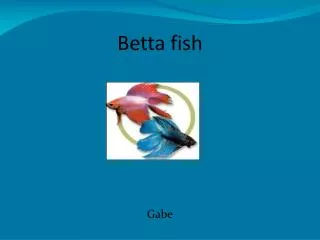 Betta fish