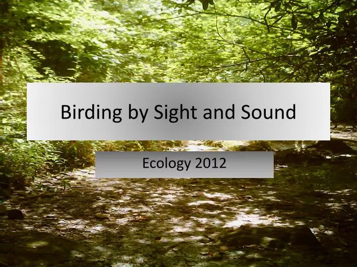 birding by sight and sound