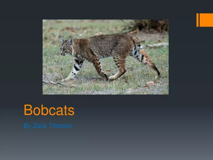 bobcats