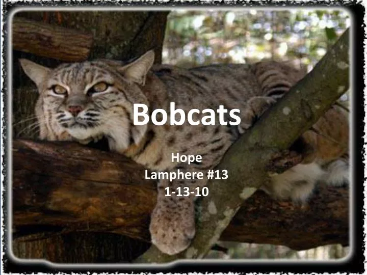 bobcats