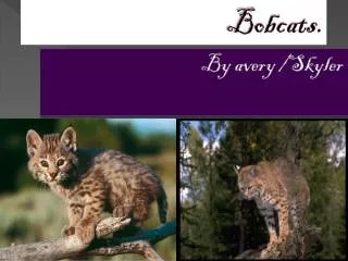 bobcats