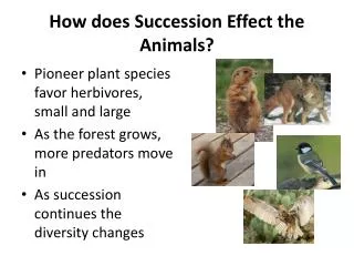 How does Succession Effect the Animals?