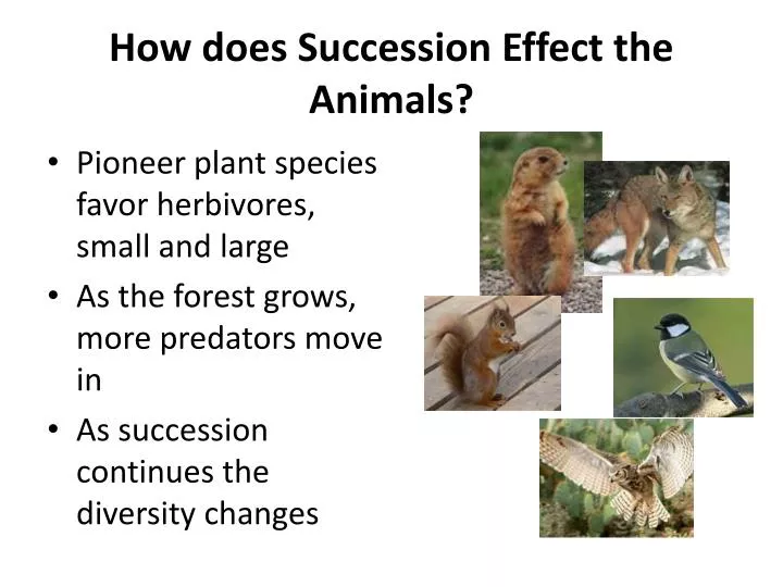 how does succession effect the animals