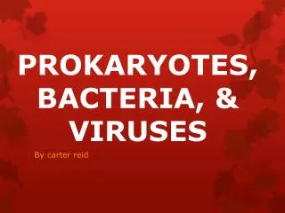 PROKARYOTES, BACTERIA, &amp; VIRUSES