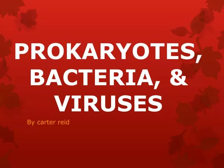 prokaryotes bacteria viruses