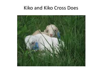 Kiko and Kiko Cross Does