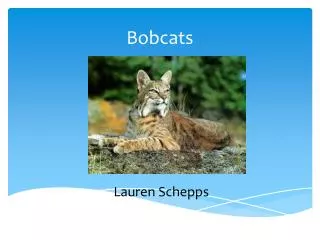 Bobcats