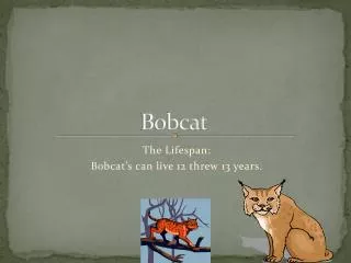 Bobcat