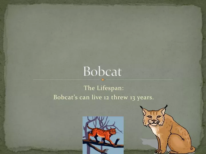 bobcat