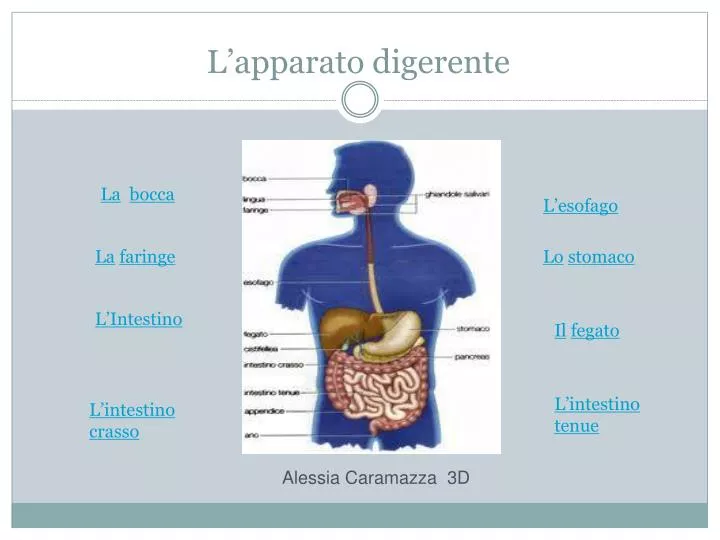 l apparato digerente