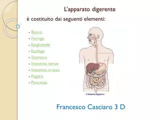 l apparato digerente
