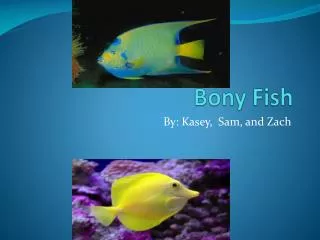 Bony Fish