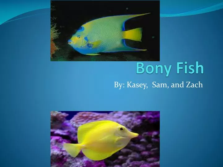 bony fish