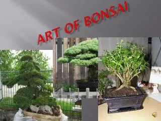 ART OF BONSAI