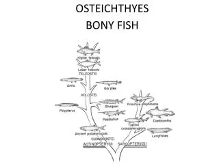 OSTEICHTHYES BONY FISH
