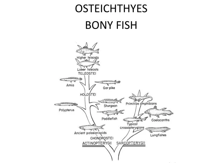 osteichthyes bony fish