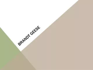 Brandt Geese