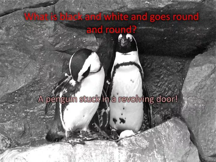 what is black and white and goes round and round
