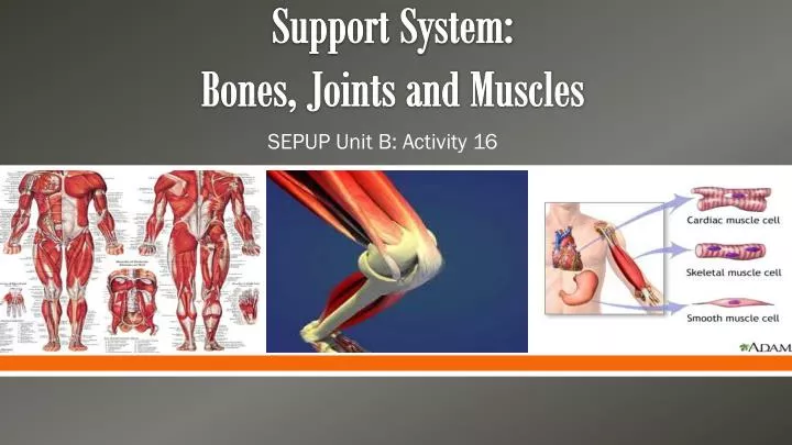 support system bones joints and muscles