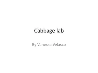 Cabbage lab