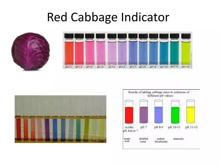 red cabbage indicator ph scale